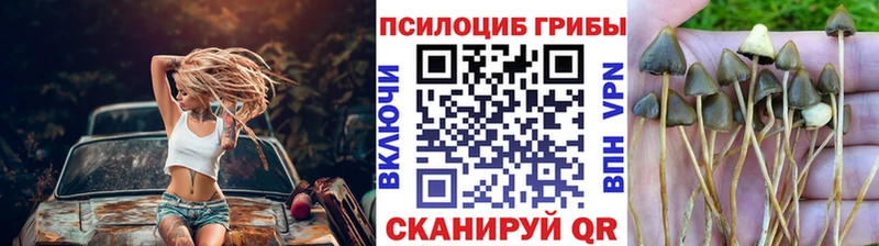 Купить где  Ноябрьск  Галлюциногенные грибы Psilocybe 